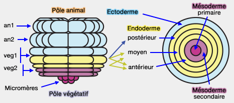 Stade 60 blastomères chez  l'oursin