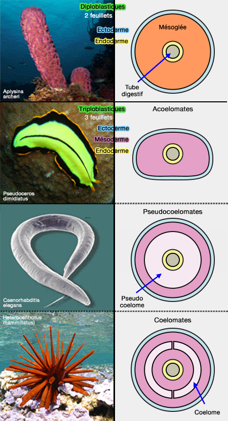 Diploblastiques et triploblastiques