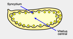 Segmentation méroblasique superficielle de drosophile