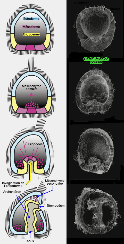 Gastrulation de l'oursin
