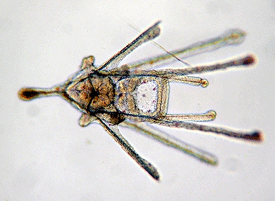 Larve pluteus de l'oursin