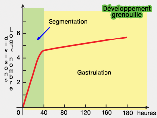 Développement grenouille