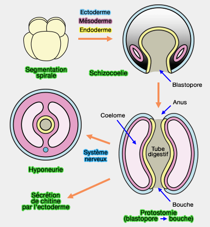 Caractéristiques des protostomiens