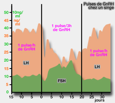 Variations de la concentration de LH et FSH en fonction des pulses de GnRH