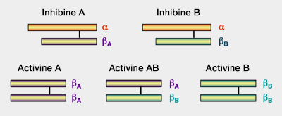 Inhibines et activines
