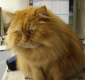 chat domestique (Felis catus)