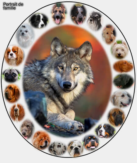 Portrait de famille du chien