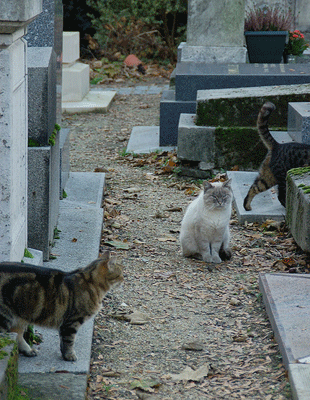 Chats du cimetière de Montmartre 