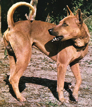Dingo d'Australie