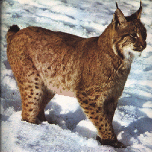 lynx (Lynx lynx)