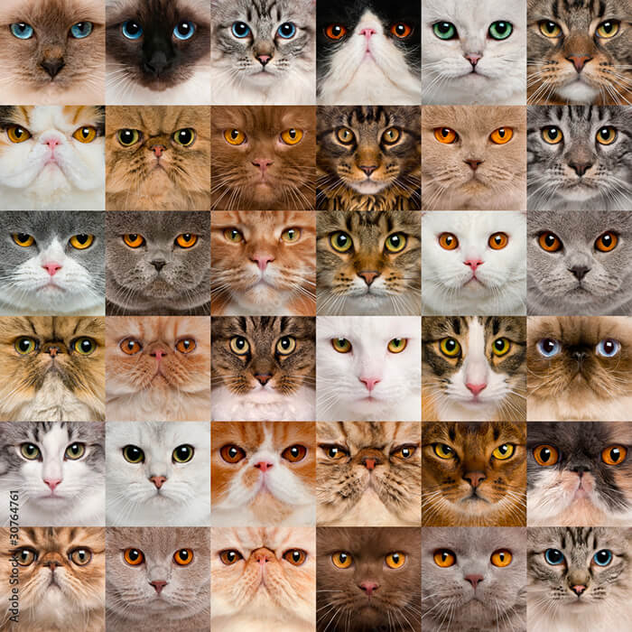 Quelques races de chats