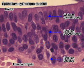 Épithélium cylindrique stratifié stratifié non kératinisé