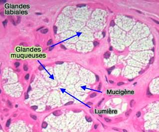 Glandes muqueuses