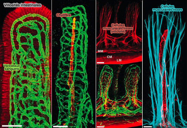 Images au microscope confocal d'intestin grêle de souris adulte