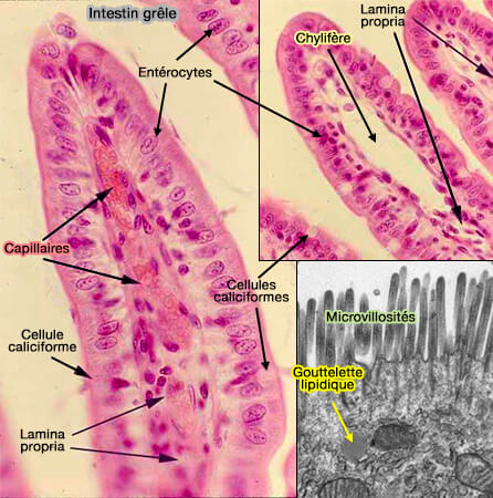 Villosités intestinales