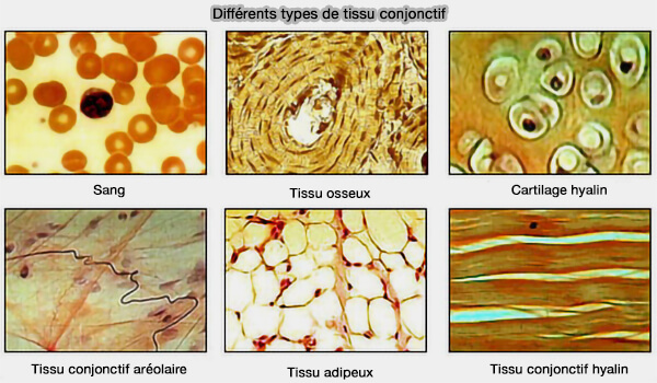 Différents types de tissu conjonctif