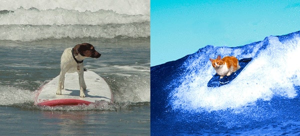 chien et chat surfant