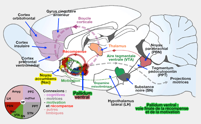 Endocrinologie : hormones de l'axe hypothalamo-hypophysaire