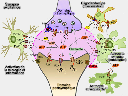 Interactions neurone/névroglie