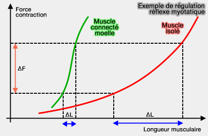 Régulation d'un réflexe myotatique