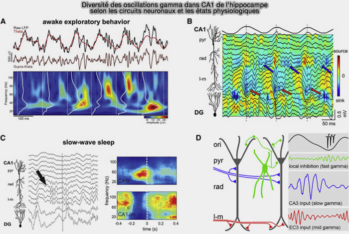 Diversité des oscillations gamma dans CA1 de l'hippocampe
selon les circuits neuronaux et les états physiologiques