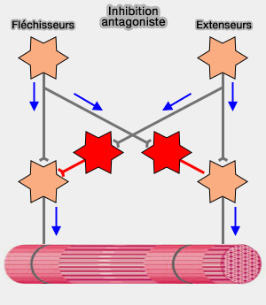 Inhibition antagoniste