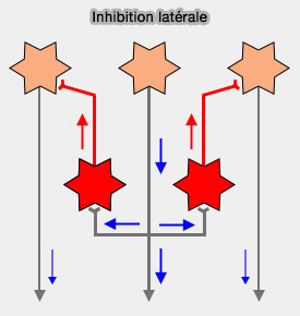 Inhibition latérale
