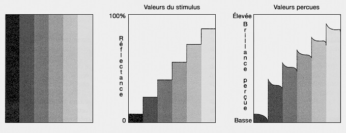Inhibition latérale dans la vision