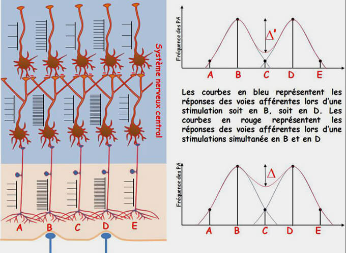 Inhibition latérale dans le sens tactile