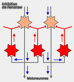 Inhibition de Renshaw