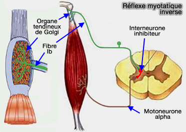 Réflexe myotatique inverse