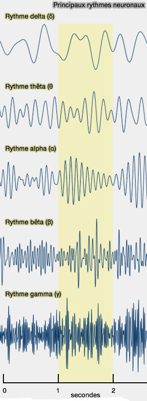 Principaux rythmes neuronaux