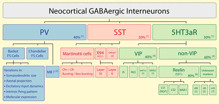 Interneurones GABAergiques néocorticaux