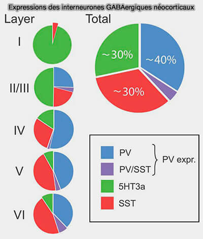 Expressions des interneurones GABAergiques néocorticaux