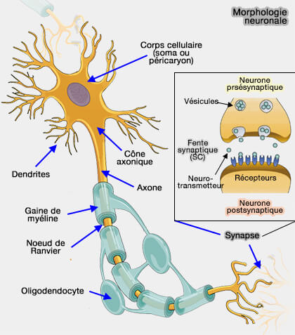 Morphologie générale d'un neurone