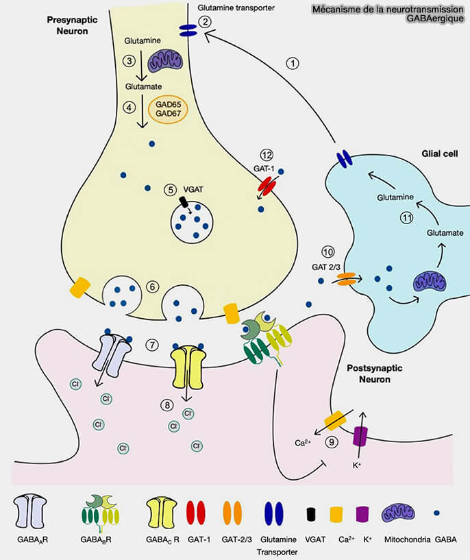 Mécanisme de la neurotransmission GABAergique