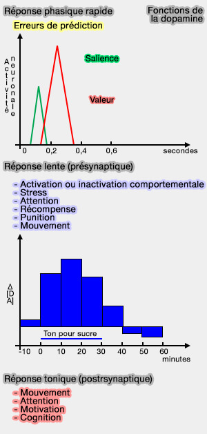 Fonction sde la dopamine