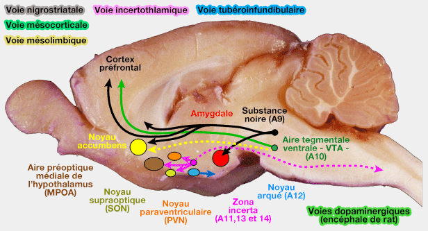 Voies dopaminergiques du rat