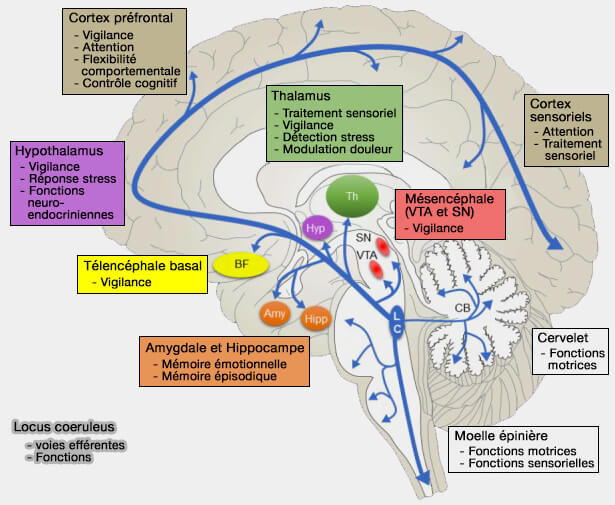 Locus coeruleus : voies efférentes et fonctions