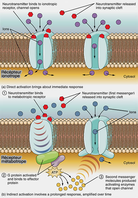 Récepteur ionotrope et métabotrope