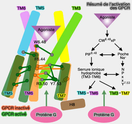Résumé de l'activation des GPCR de classe A (rhodopsine)