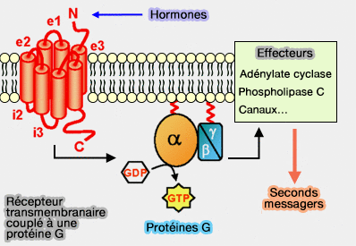 Récepteur transmembranaire couplé aux protéines G
