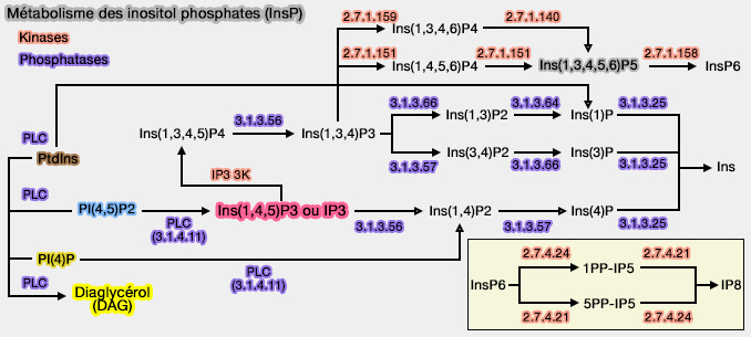 Métabolisme des inositol phosphates (InsP)