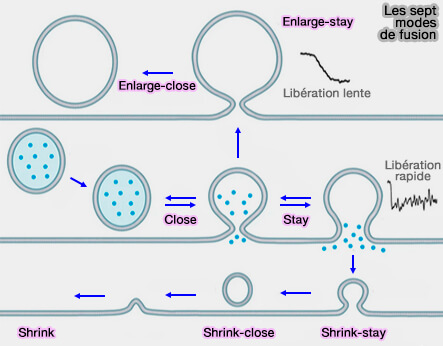 Les sept types de fusion