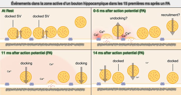 Événements dans la zone active d'un bouton hippocampique dans les 15 premières ms après un PA