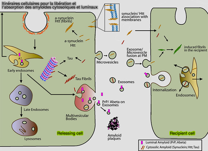 Transfert des amyloïdes suivant l'hypothèse prionoïde