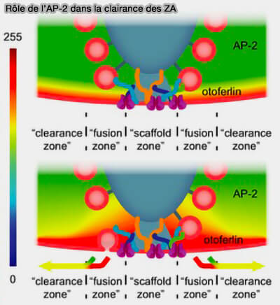 Modèle du rôle de l'otoferline dans l'exocytose