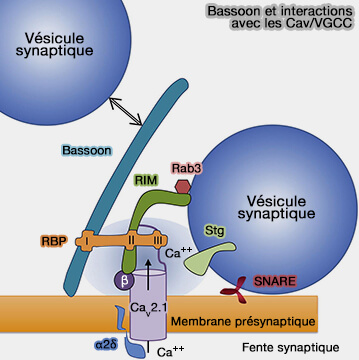 Bassoon et interactions avec les Cav/VGCC