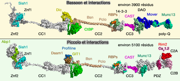 Structures et interactions de Bassoon et Piccolo