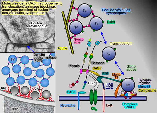 Molécules de la CAZ et cycle vésiculaire